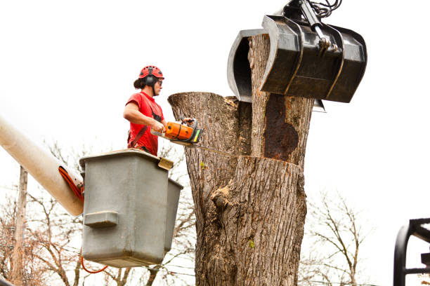 Reliable Ramtown, NJ Tree Care Solutions