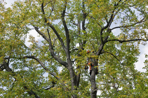 Best Tree Trimming and Pruning  in Ramtown, NJ